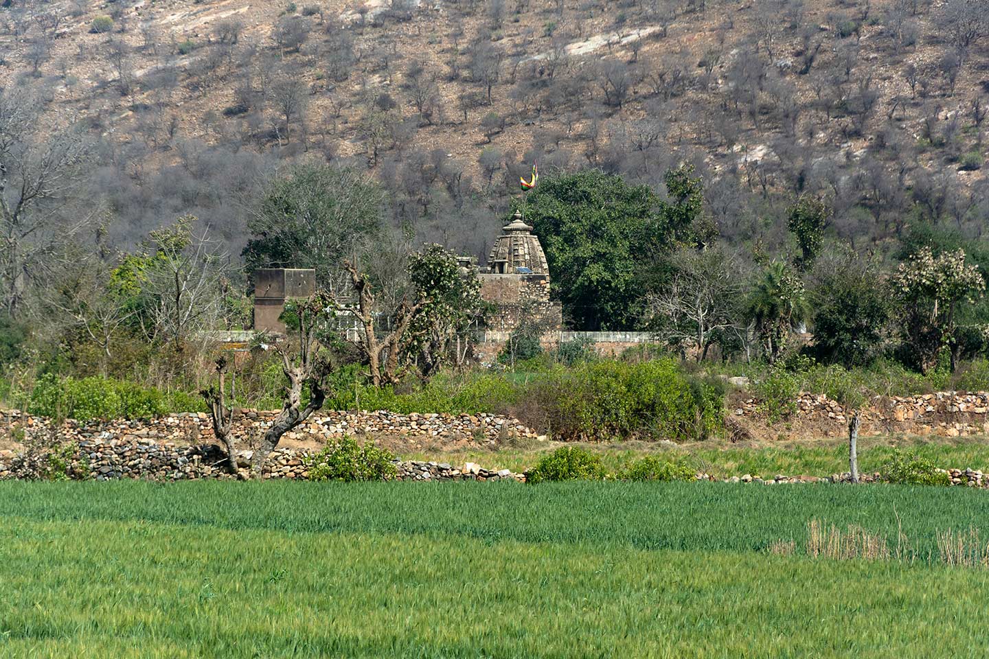 Image 2: The Neelkanth Mahadev Temple is situated amidst dense vegetation, among the foothills of the Aravalli Range, inside the Sariska Tiger Reserve. The temple built in sandstone stands out in the greenery spread across the plains.